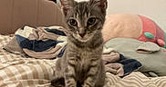 Sandy joined the competition — help win amazing prizes! kitten, cat, tabby, bed, blanket, plush_toy, striped, cozy, indoor, pet, feline, cute, young_animal, ears, whiskers, fur, soft, sitting, curious, domestic_animal