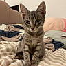 kitten, cat, tabby, bed, blanket, plush_toy, striped, cozy, indoor, pet, feline, cute, young_animal, ears, whiskers, fur, soft, sitting, curious, domestic_animal