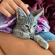Sandy is registered to the contest to win money with this photo: kitten, cat, hand, lap, blanket, purple_blanket, pink_snowflakes, maroon_hoodie, denim_shorts, petting, feline, cozy, resting, soft_fur, indoor, closeup, comfort, relaxation, human_hand, animal