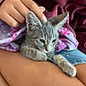 kitten, cat, hand, lap, blanket, purple_blanket, pink_snowflakes, maroon_hoodie, denim_shorts, petting, feline, cozy, resting, soft_fur, indoor, closeup, comfort, relaxation, human_hand, animal