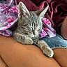 Sandy joined the competition — help win amazing prizes! kitten, cat, sleeping, lap, blanket, purple, pink, snowflake_pattern, cozy, resting, feline, pet, animal, indoor, relaxed, soft, cute, young_cat, fur, human_leg