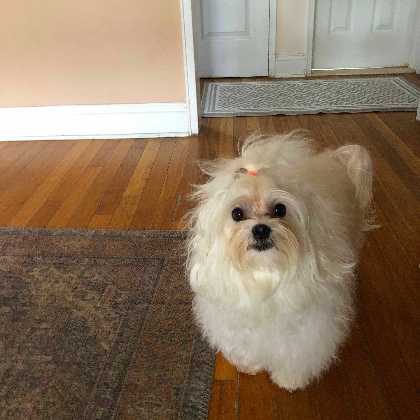 Ellen Mule is registered to the contest to win money with this photo: animal, canine, companion, curious, cute, dog, domestic, door, flooring, fluffy, fur, hair_tie, house, indoor, looking, pet, rug, small_dog, white_dog, wooden_floor