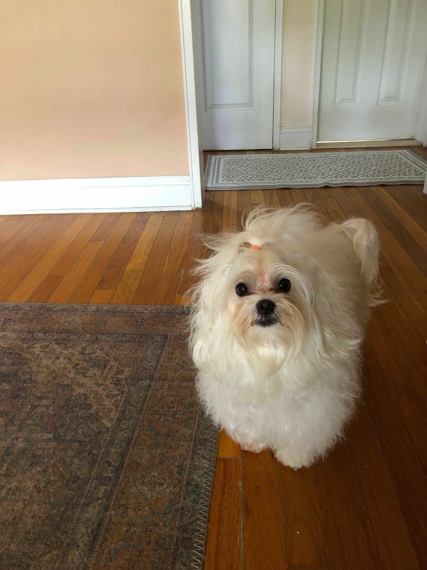 Ellen Mule is registered to the contest to win money with this photo: dog, white_dog, fluffy, pet, indoor, wooden_floor, rug, hair_tie, curious, small_dog, house, door, flooring, canine, animal, companion, cute, looking, domestic, fur