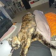 Aby participe au concours pour gagner de l'argent avec cette photo : cat, tortoiseshell_cat, pet, sleeping, stretched_out, bed, blanket, human_legs, indoor, bedroom, fur, close_up, cozy, furniture, television, shelving_unit, suitcase, pajamas, floor, humidifier