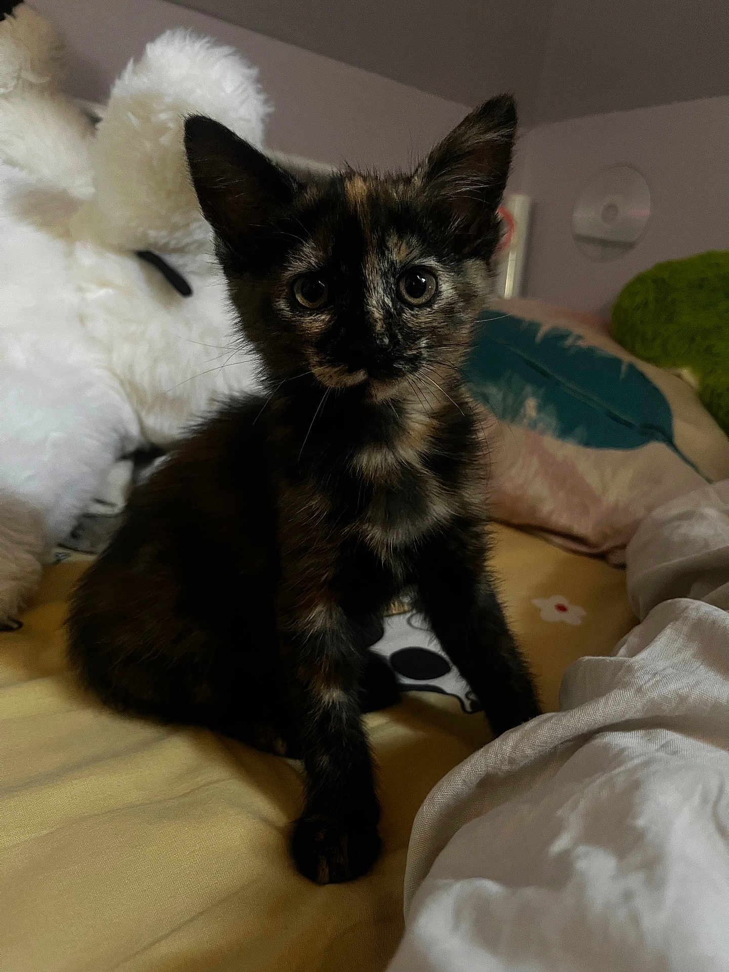 Aby participe au concours pour gagner de l'argent avec cette photo : kitten, tortoiseshell, cat, pet, whiskers, ears, big_eyes, plush_toy, stuffed_bear, bed, pillow, blanket, fur, indoor, portrait, close_up, looking_at_camera, young_animal, domestic, bedroom