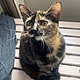 cat, tortoiseshell_cat, pet, whiskers, fur, ears, eyes, sitting, bench, wooden_slats, indoor, home, close_up, portrait, fabric, curtain, ceiling, damaged_wall, tile_floor, curious