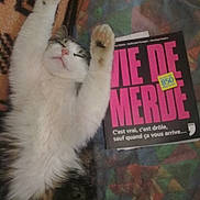 Boulette a rejoint le concours — aidez-le/la à gagner de superbes lots ! advertising, art, book, carnivore, cat, cat_supply, claw, domestic_short_haired_cat, felidae, font, fur, paper, paw, publication, small_to_medium_sized_cats, tail, terrestrial_animal, visual_arts, whiskers