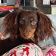 Tucker joined the competition — help win amazing prizes! animal_face, background, brown_dog, close_up, companion, curly_ears, cute, dog, domestic, eyes, fur, household_items, indoor, kitchen, looking, microwave, pajamas, patterned_clothing, pet, sitting