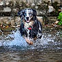 dog, water, splash, blue_eyes, wet_fur, playful, outdoor, nature, running, animal, canine, energetic, river, stone_wall, excited, motion, daylight, happy, pet, closeup