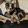 dog, indoor, carpet, blanket, cushion, boots, pet, fur, blue_eyes, sitting, protective_gear, furniture, cozy, animal, black, white, brown, speckled, comfort, household