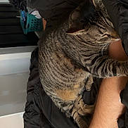 Cleo joined the competition — help win amazing prizes! cat, tabby_cat, pet, person, beard, arm, blanket, bed, sleeping, cuddling, indoor, whiskers, stripes, paw, closeup, relaxed, domestic_animal, tattoo, cozy, bedding