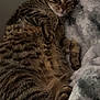 Cleo joined the competition — help win amazing prizes! cat, tabby_cat, striped_fur, pet, resting, sleepy, blanket, cozy, indoor, close_up, whiskers, paw, fur, portrait, bedding, relaxed, lying_down, cute, feline, nap