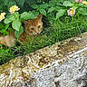 animal, camouflage, cat, curious, daylight, flowers, garden, ginger_cat, grass, greenery, hiding, leaves, lichen, moss, nature, outdoor, pet, pink_flowers, stone_wall, yellow_flowers