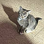 animal, cat, curious, cute, domestic, ears, floor, fur, indoor, kitten, light, pet, shadow, sitting, small, tabby, tail, tile, whiskers, young