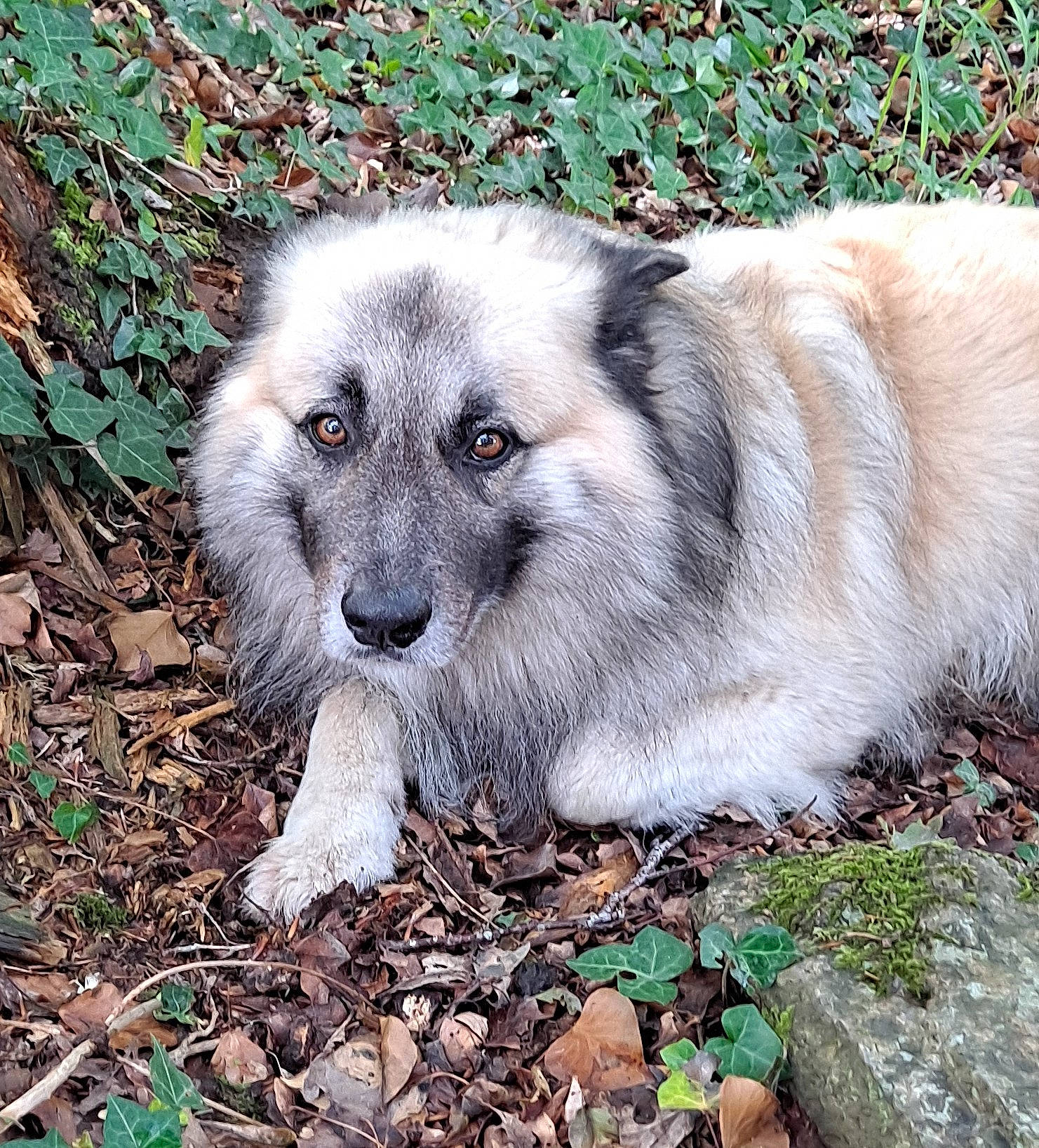 Raagnard a rejoint le concours — aidez-le/la à gagner de superbes lots ! ancient_dog_breeds, canis, carnivore, companion_dog, dog, dog_breed, fur, grass, plant, soil, terrestrial_animal, wildlife, working_animal, working_dog