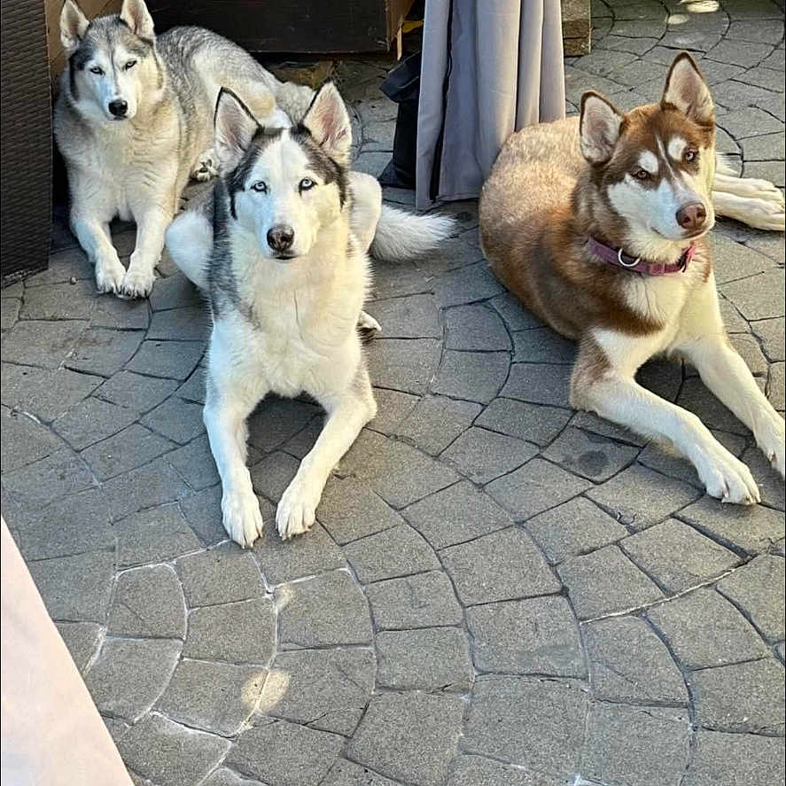 Zelda Luna Halle is registered to the contest to win money with this photo: animal, backyard, canine, dog, flagstone, herbal, husky, jar, nature, outdoors, path, pet, plant, planter, pottedplant, pottery, slate, vase, walkway, yard