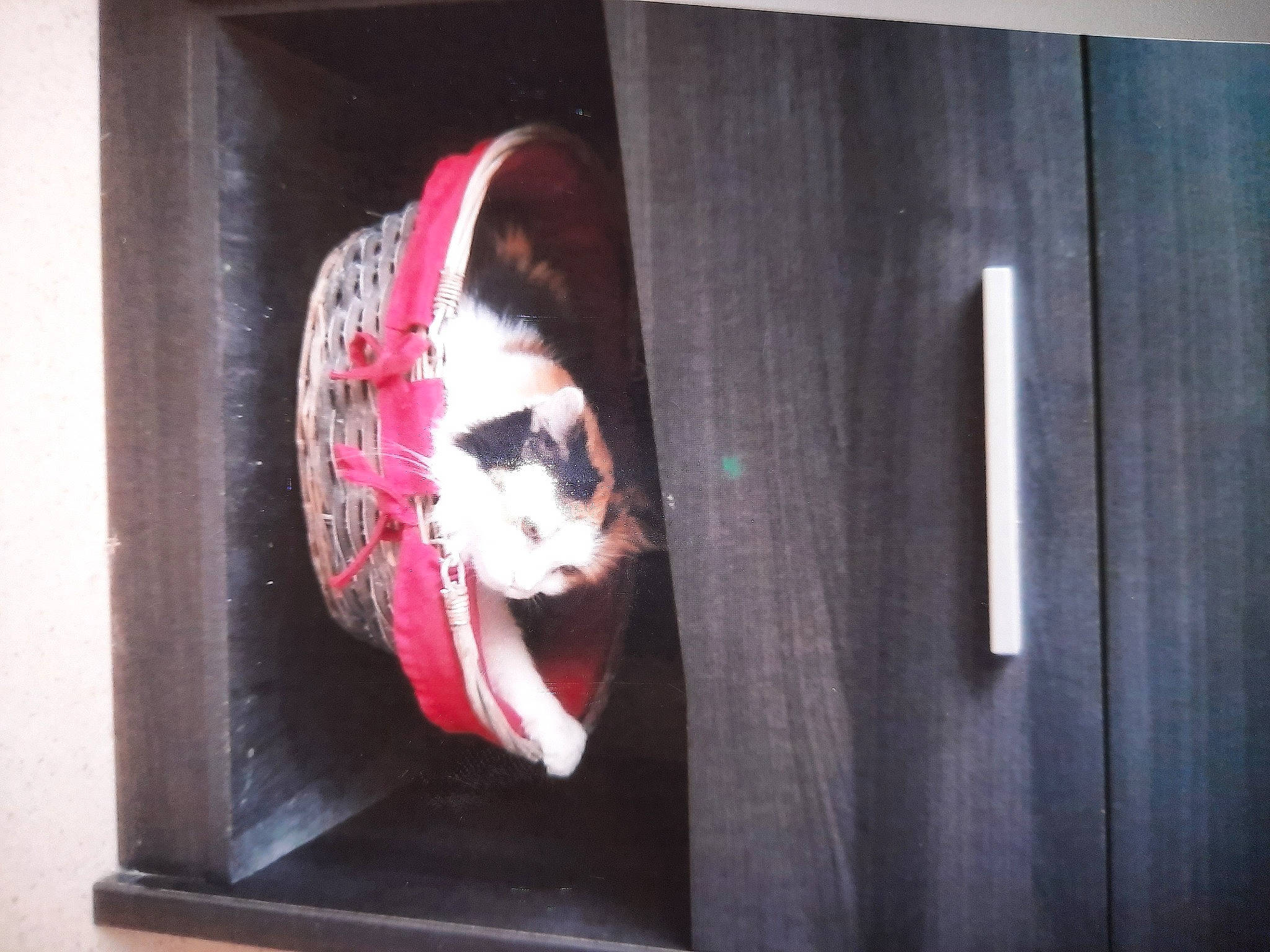 Minipouce a rejoint le concours — aidez-le/la à gagner de superbes lots ! art, beard, canidae, carmine, carnivore, companion_dog, dog, dog_breed, dog_supply, fawn, fictional_character, fur, jaw, room, snout, sporting_group, visual_arts, whiskers, window, wood