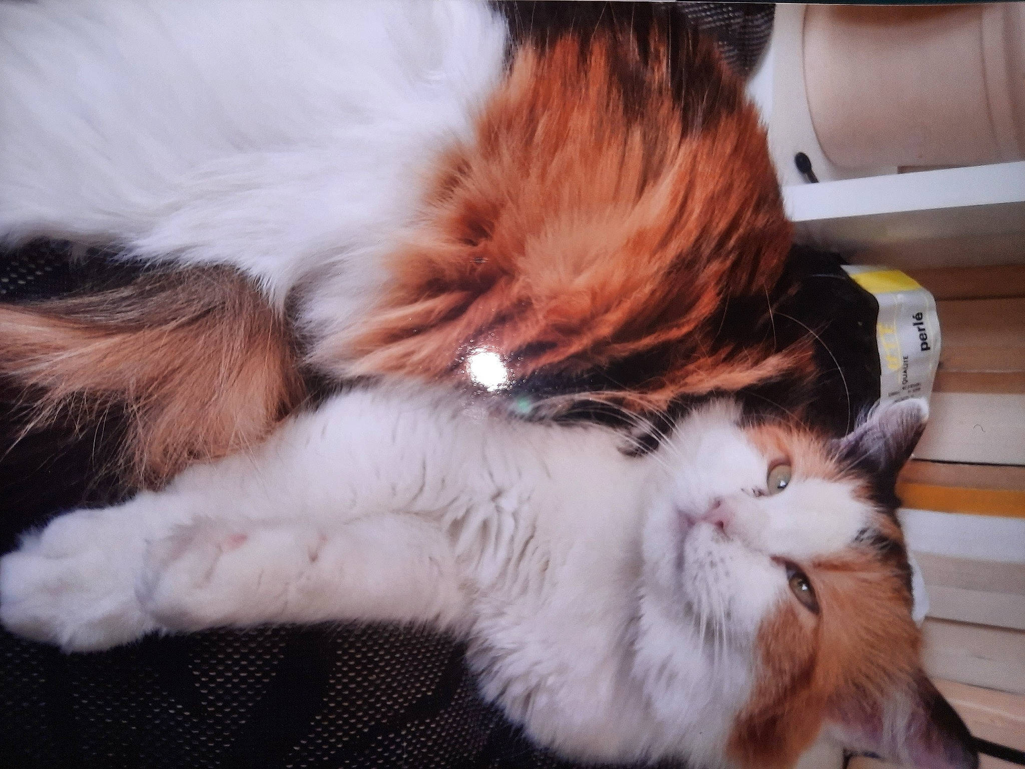 Minipouce a rejoint le concours — aidez-le/la à gagner de superbes lots ! carnivore, cat, claw, comfort, companion_dog, dog_breed, fawn, felidae, fur, liver, paw, small_to_medium_sized_cats, sporting_group, tail, terrestrial_animal, whiskers