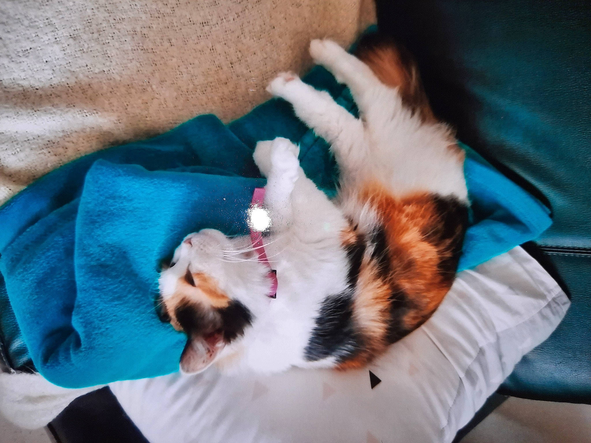 Minipouce a rejoint le concours — aidez-le/la à gagner de superbes lots ! canidae, carnivore, cat, claw, comfort, companion_dog, dog_breed, domestic_short_haired_cat, fawn, felidae, fur, linens, nap, paw, pomeranian, sleep, small_to_medium_sized_cats, sporting_group, tail, whiskers