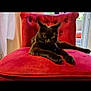 animal, architecture, bed, bedroom, building, cat, chair, couch, cushion, furniture, homedecor, indoors, interiordesign, kitten, linen, livingroom, manx, pet, room, velvet