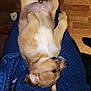 puppy, dog, pet, animal, lying_down, blanket, blue_blanket, fur, cute, young, canine, domestic_animal, indoors, floor, wood_floor, relaxed, sleepy, paw, small_dog, companion