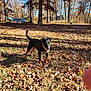 dog, autumn, leaves, yard, outdoor, trees, hammock, sunlight, grass, nature, brown, black, pet, animal, collar, playful, daylight, shadow, fall, canine