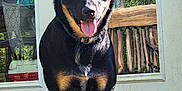 Baka joined the competition — help win amazing prizes! dog, black_dog, tan_markings, standing, tongue_out, ears_up, deck, wooden_floor, glass_door, reflection, outdoor, sunny, pet, canine, collar, happy, animal, nature, daylight, backyard
