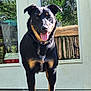 dog, black_dog, tan_markings, standing, tongue_out, ears_up, deck, wooden_floor, glass_door, reflection, outdoor, sunny, pet, canine, collar, happy, animal, nature, daylight, backyard
