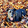 dog, autumn_leaves, outdoor, tongue_out, happy, black_dog, tan_markings, collar, fall, nature, leaf_litter, pet, animal, sunlight, relaxing, canine, close_up, playful, daylight, tongue