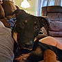 dog, indoor, couch, lamp, furniture, relaxed, pet, brown, black, tan, person, lap, living_room, cozy, blanket, curtains, home, comfort, animal, companion