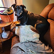 Baka joined the competition — help win amazing prizes! dog, couch, quilt, blanket, furniture, indoor, lamp, side_table, basket, knitting, comb, medical_device, window, curtain, wood_floor, brown, black, tan, pet, relaxed