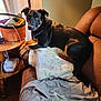 dog, couch, quilt, blanket, furniture, indoor, lamp, side_table, basket, knitting, comb, medical_device, window, curtain, wood_floor, brown, black, tan, pet, relaxed