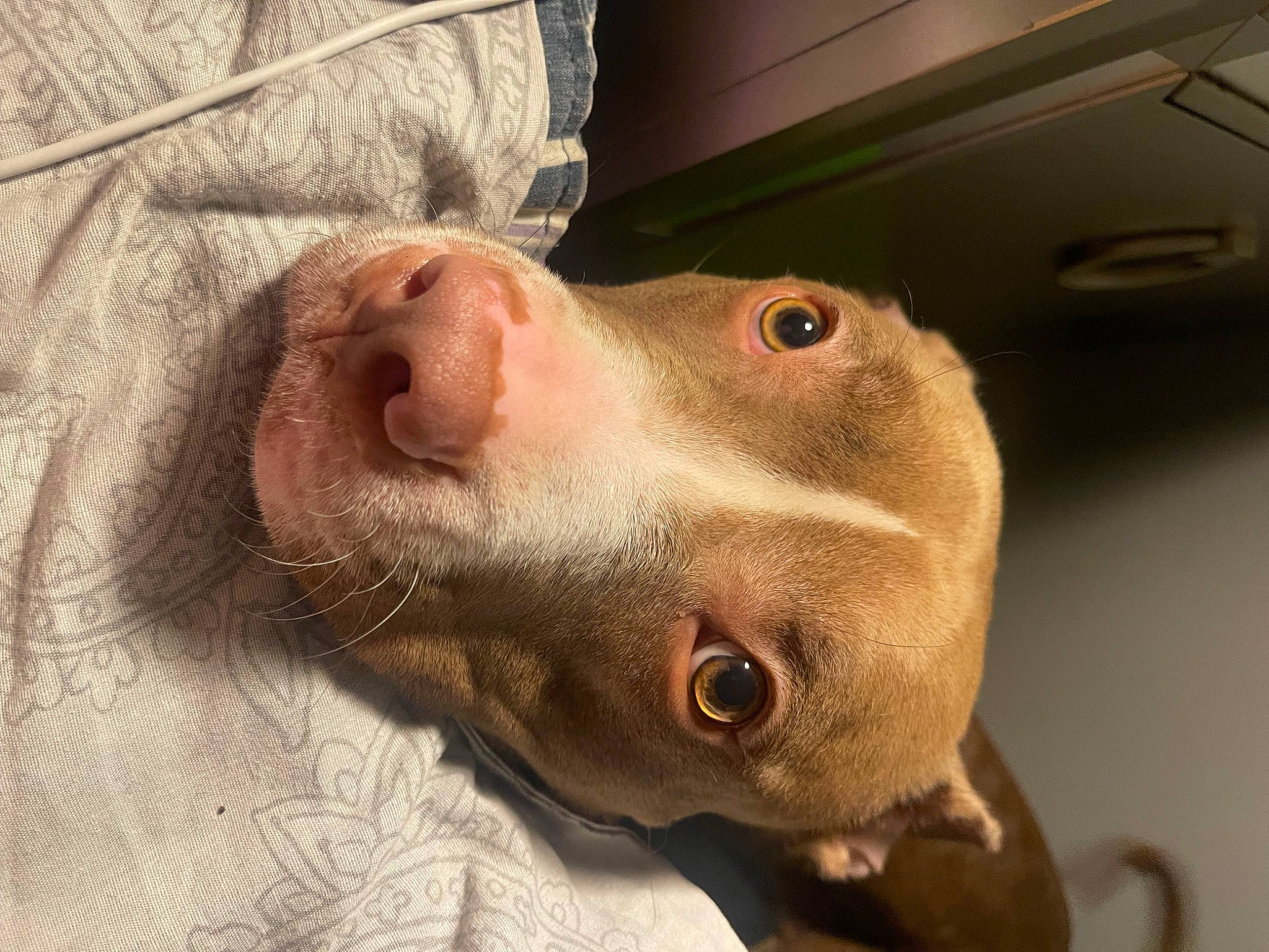 London is registered to the contest to win money with this photo: canidae, carnivore, companion_dog, dobermann, dog, dog_breed, ear, fawn, fur, jaw, liver, non_sporting_group, selfie, snout, sporting_group, whiskers, working_animal, wrinkle