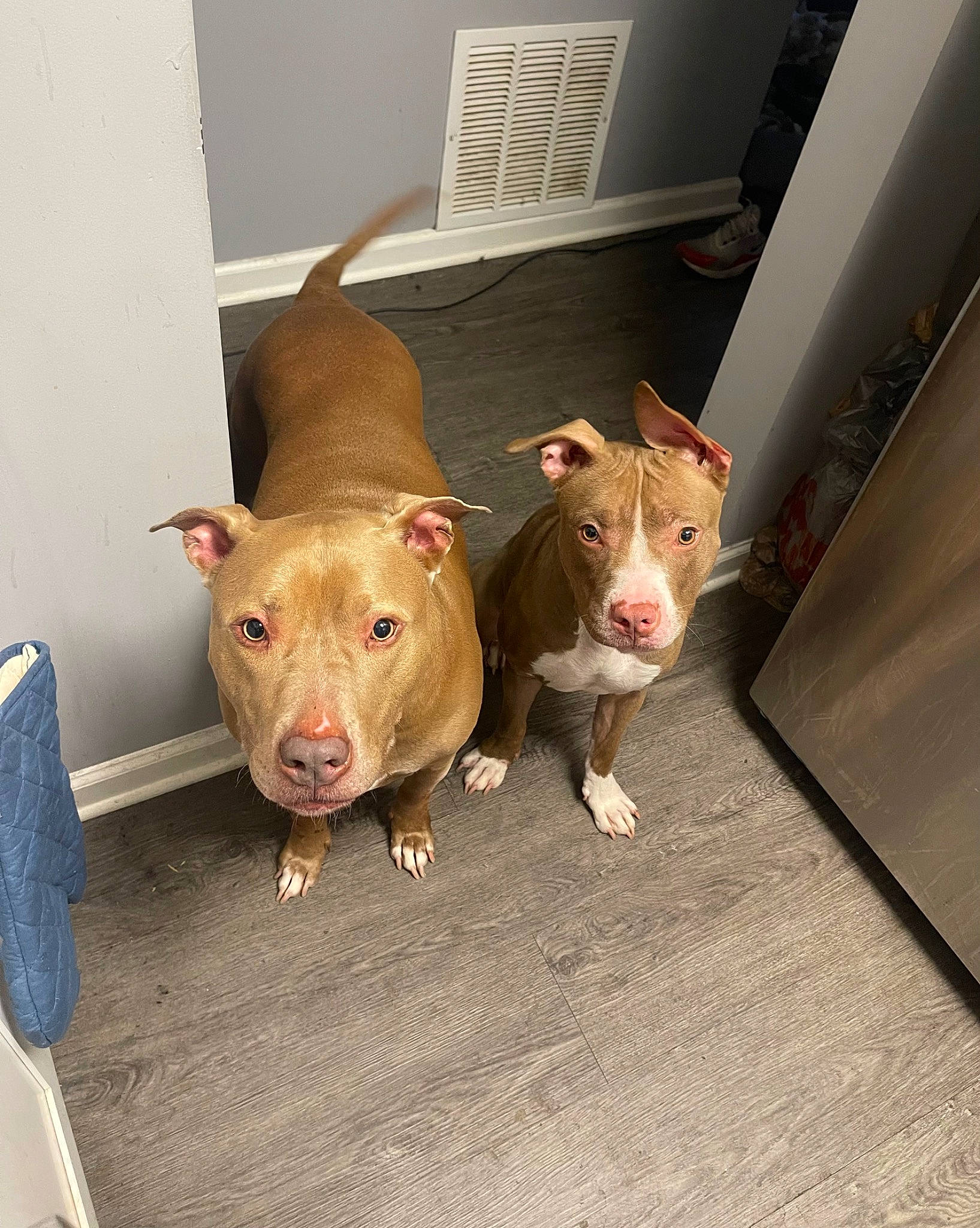 London joined the competition — help win amazing prizes! bag, dog_breed, domestic_pig, event, fawn, flooring, livestock, luggage_and_bags, sporting_group, suidae, terrestrial_animal, wood, working_animal