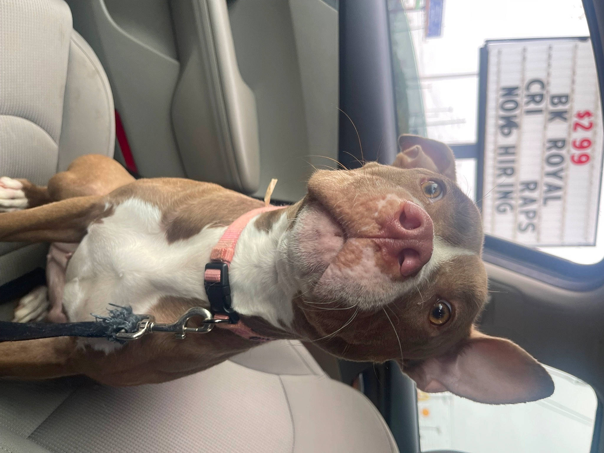 London is registered to the contest to win money with this photo: auto_part, car, car_seat, car_seat_cover, carnivore, collar, companion_dog, dog, dog_breed, dog_collar, fawn, gesture, liver, motor_vehicle, snout, vehicle, vehicle_door, whiskers, windshield, working_animal