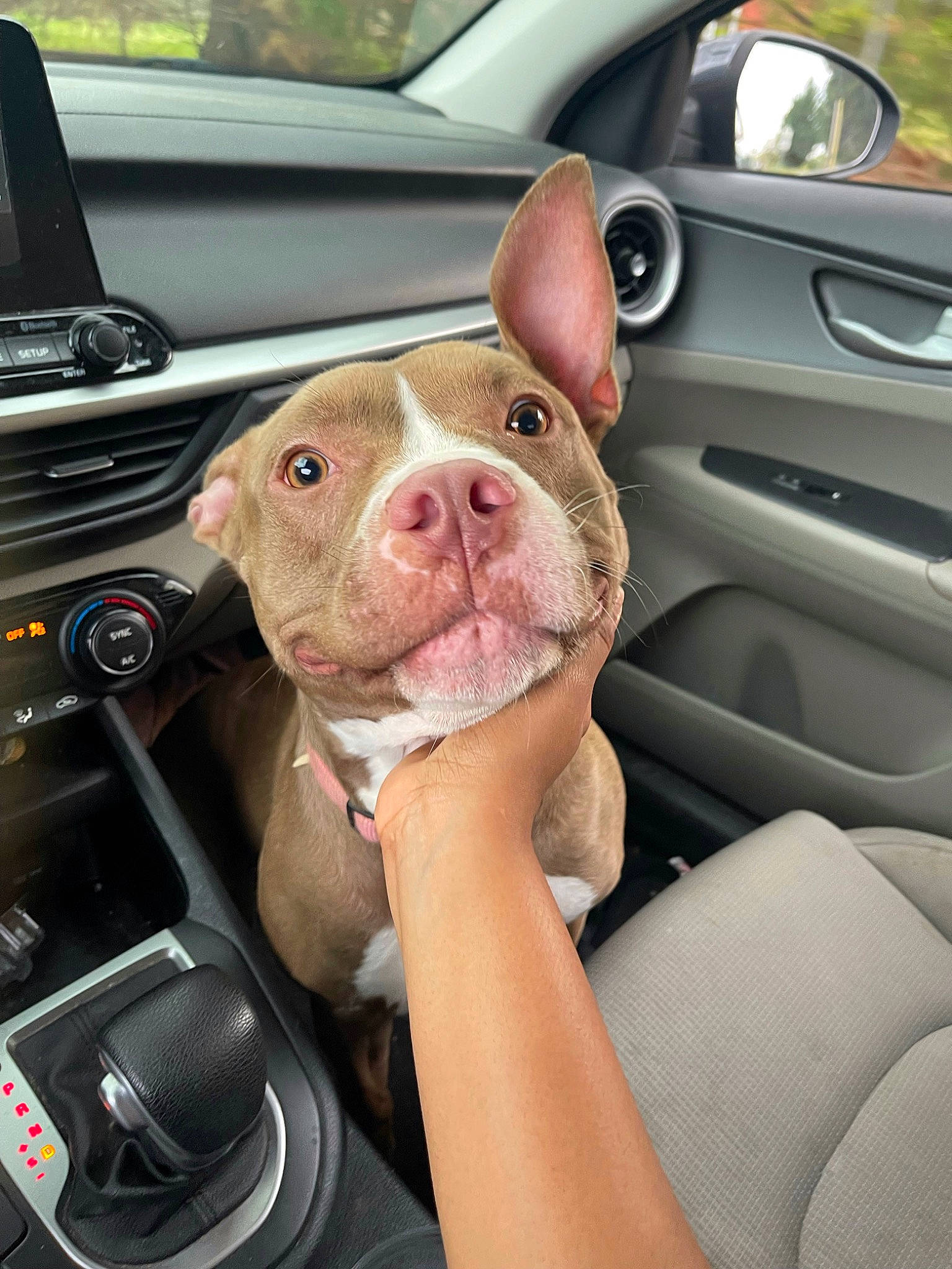 London joined the competition — help win amazing prizes! auto_part, automotive_design, automotive_exterior, automotive_mirror, car, car_seat, carnivore, companion_dog, dog, dog_breed, fawn, mirror, motor_vehicle, personal_luxury_car, snout, steering_part, steering_wheel, vehicle, vehicle_door, window