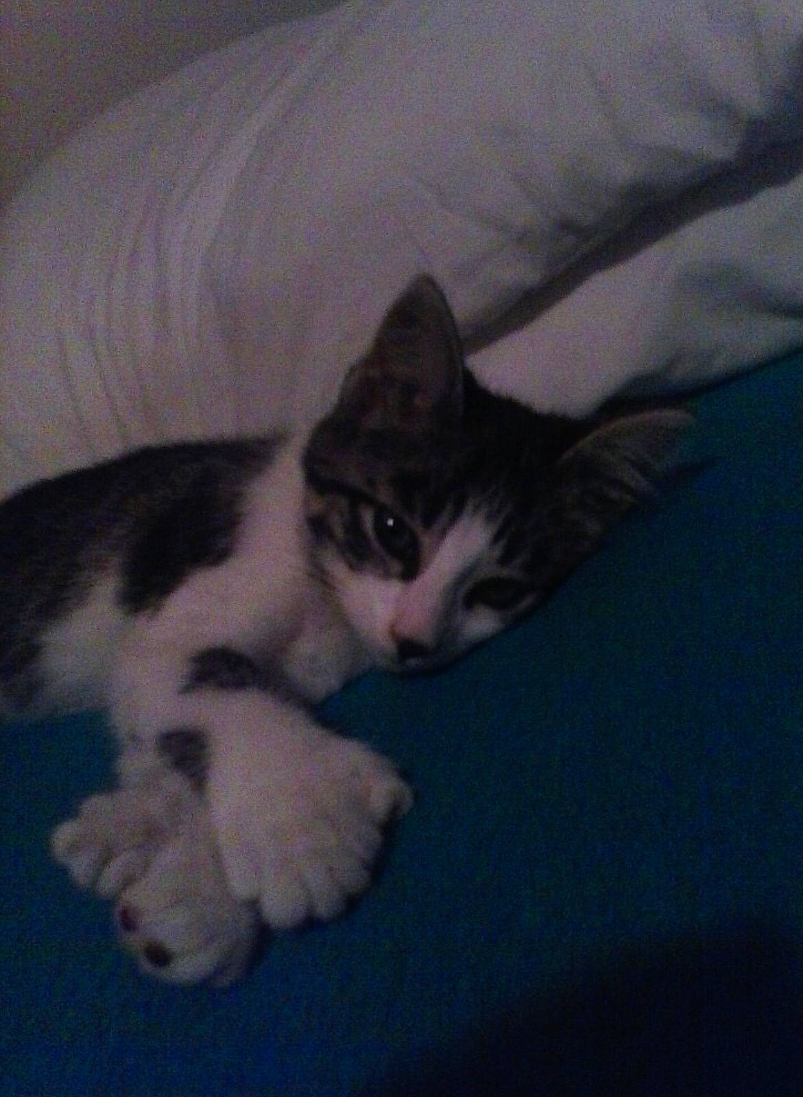 Hemingway is registered to the contest to win money with this photo: carnivore, cat, comfort, domestic_short_haired_cat, felidae, fur, paw, small_to_medium_sized_cats, snout, tail, whiskers