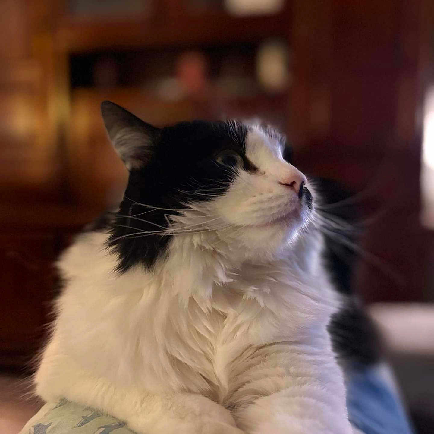 Luna a rejoint le concours — aidez-le/la à gagner de superbes lots ! abyssinian, angora, animal, blanket, cat, closet, couch, cupboard, drawer, furniture, hardwood, indoors, kitten, manx, person, pet, sleeping, stainedwood, white, wood