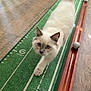 Hazie Blu is registered to the contest to win money with this photo: cat, indoor, putting_mat, green, wooden_floor, golf_ball, pet, feline, white_cat, blue_eyes, curious, walking, close_up, flooring, sports_equipment, playing, animal, cute, fluffy, focused