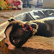 Link Maldonado joined the competition — help win amazing prizes! puppy, dog, pet_bed, carpet, stuffed_animals, sunlight, indoor, cozy, black_and_white, close_up, animal, relaxing, young_dog, toy, home_interior, soft_texture, cute, lying_down, collar, floor