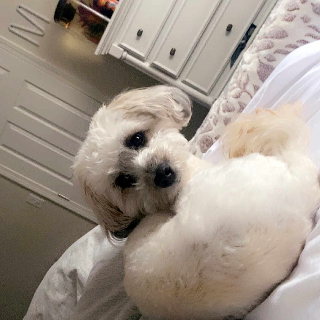 Dreamy is registered to the contest to win money with this photo: animal, baby, bed, bedroom, cabinet, canine, closet, couch, cupboard, dog, drawer, furniture, indoors, interiordesign, person, pet, puppy, room, terrier, whitedog