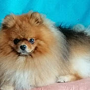 Stryke participe au concours pour gagner de l'argent avec cette photo : dog, pomeranian, fluffy, pet, animal, fur, cute, small_dog, indoors, canine, mammal, portrait, face, nose, ears, paw, resting, couch, blue_background, domestic_animal