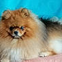 dog, pomeranian, fluffy, pet, animal, fur, cute, small_dog, indoors, canine, mammal, portrait, face, nose, ears, paw, resting, couch, blue_background, domestic_animal