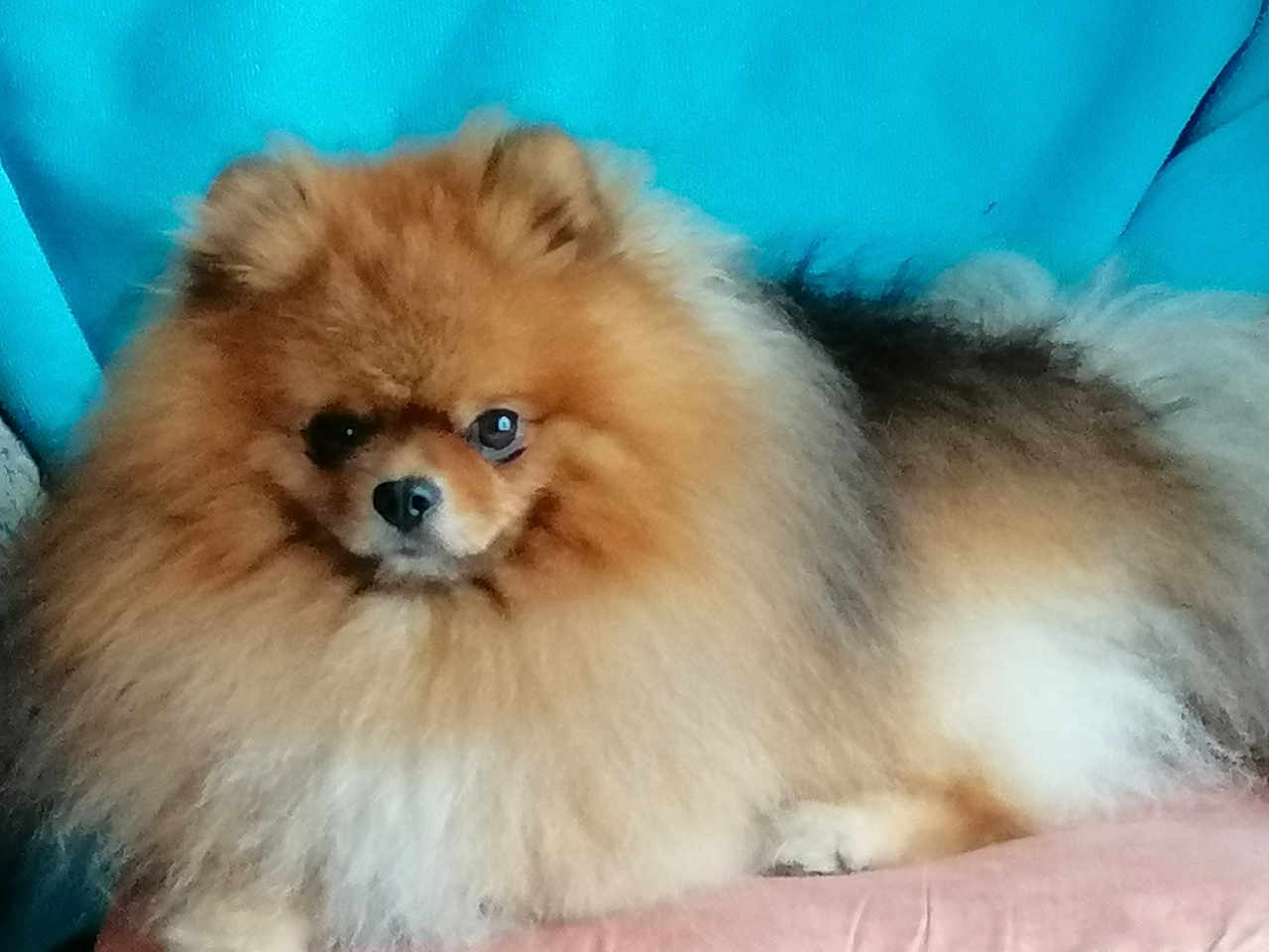 Stryke participe au concours pour gagner de l'argent avec cette photo : dog, pomeranian, fluffy, pet, animal, fur, cute, small_dog, indoors, canine, mammal, portrait, face, nose, ears, paw, resting, couch, blue_background, domestic_animal
