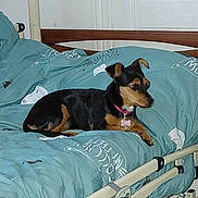 Stella participe au concours pour gagner de l'argent avec cette photo : alert, animal, bed, bedding, black, blanket, collar, comfort, cozy, cute, dog, furniture, hospital_bed, indoor, pet, relaxed, resting, small_dog, tag, tan