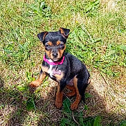 Stella a rejoint le concours — aidez-le/la à gagner de superbes lots ! puppy, dog, grass, outdoor, sunlight, collar, black, brown, pet, young, animal, nature, leaf, shadow, cute, small, sitting, fur, canine, playful