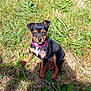 puppy, dog, grass, outdoor, sunlight, collar, black, brown, pet, young, animal, nature, leaf, shadow, cute, small, sitting, fur, canine, playful