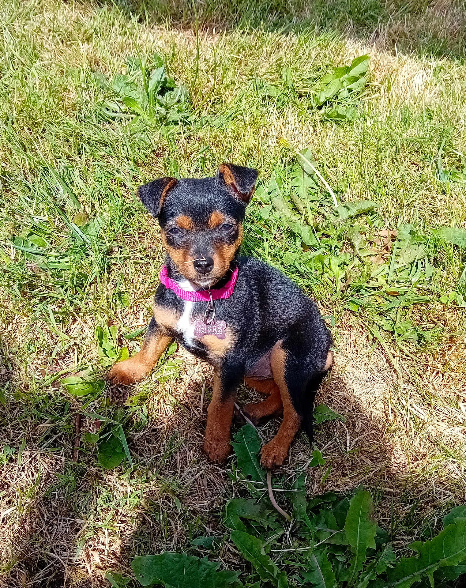 Stella a rejoint le concours — aidez-le/la à gagner de superbes lots ! puppy, dog, grass, outdoor, sunlight, collar, black, brown, pet, young, animal, nature, leaf, shadow, cute, small, sitting, fur, canine, playful