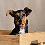 Stella participe au concours pour gagner de l'argent avec cette photo : animal, black, box, brown, canine, cute, dog, ears, expression, eyes, furniture, indoor, looking, pet, portrait, puppy, small_dog, studio, white_chest, wooden_crate