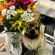 Meg is registered to the contest to win money with this photo: cat, colorful_flowers, cozy, crystal_vase, curious, dark_face, decor, flower_bouquet, fluffy_cat, furniture, glass_table, green_leaves, houseplant, indoor, pink_flowers, tabletop, white_flowers, window, wooden_chair, yellow_flowers